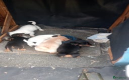 Mixed Breed dogs for sale: Chihuahua cross Norfolk terrier puppys - Advert 4