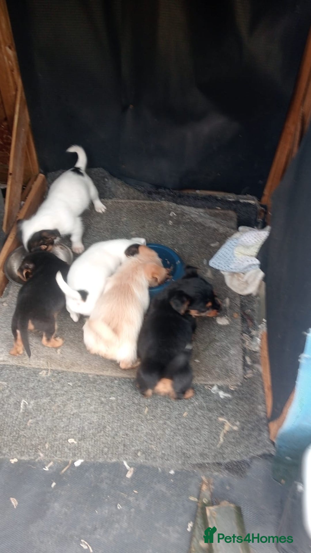 Mixed Breed dogs for sale: Chihuahua cross Norfolk terrier puppys - Advert 4