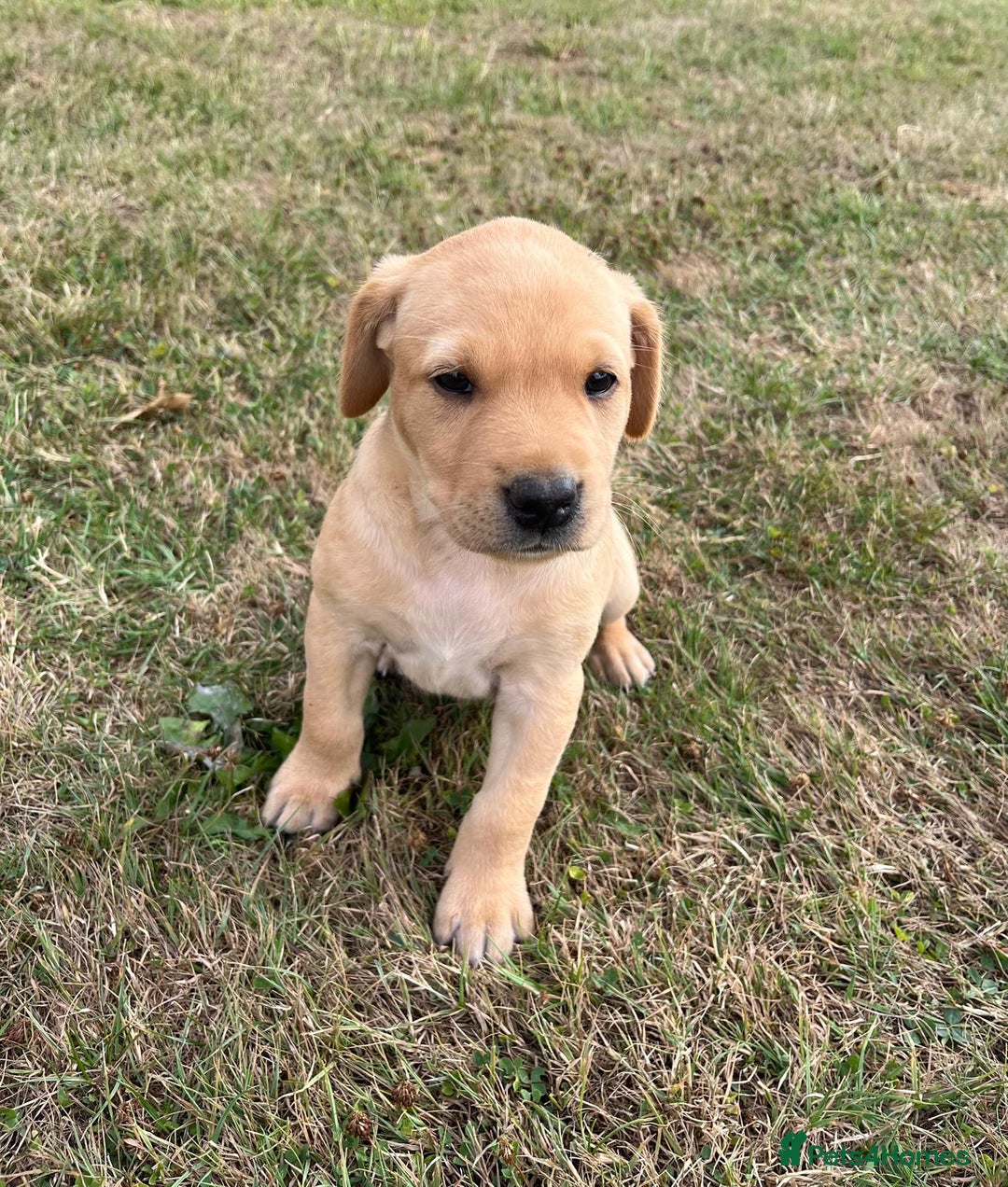 Labrador Retriever dogs for sale: Labrador retriever puppies - Image 4