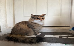 Mixed Breed cats for sale: Coco cat for sale - Image 4