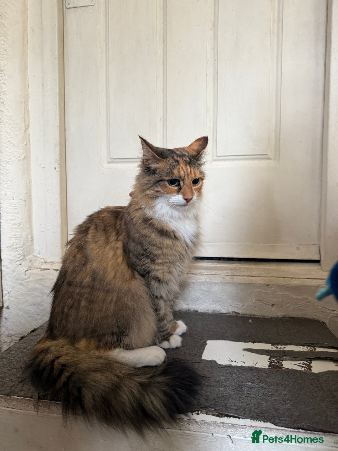 Mixed Breed cats for sale: Coco cat for sale - Image 4