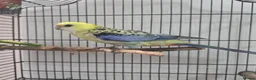 Parrots birds for sale: Pale rosetta  - Advert 3