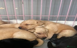 Labrador Retriever dogs for sale: Labrador retriever puppies  - Image 4