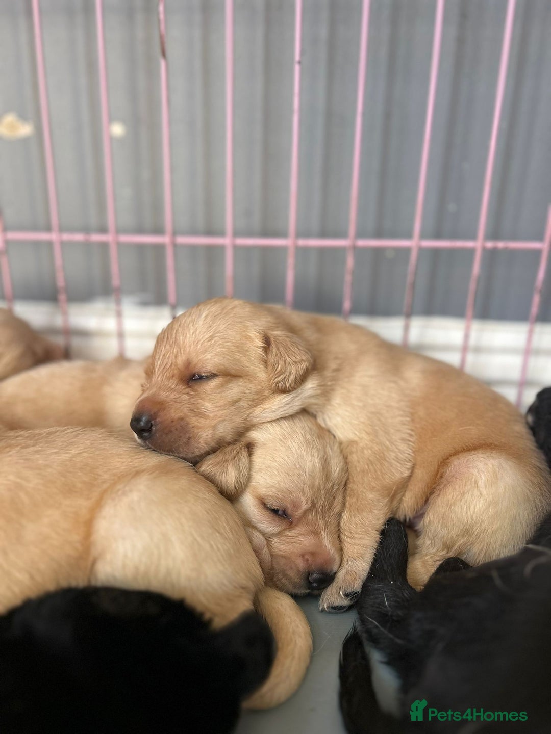 Labrador Retriever dogs for sale: Labrador retriever puppies  - Image 4