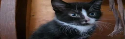 Mixed Breed cats for sale: Adorable Kittens Ready for their forever Homes - Advert 26