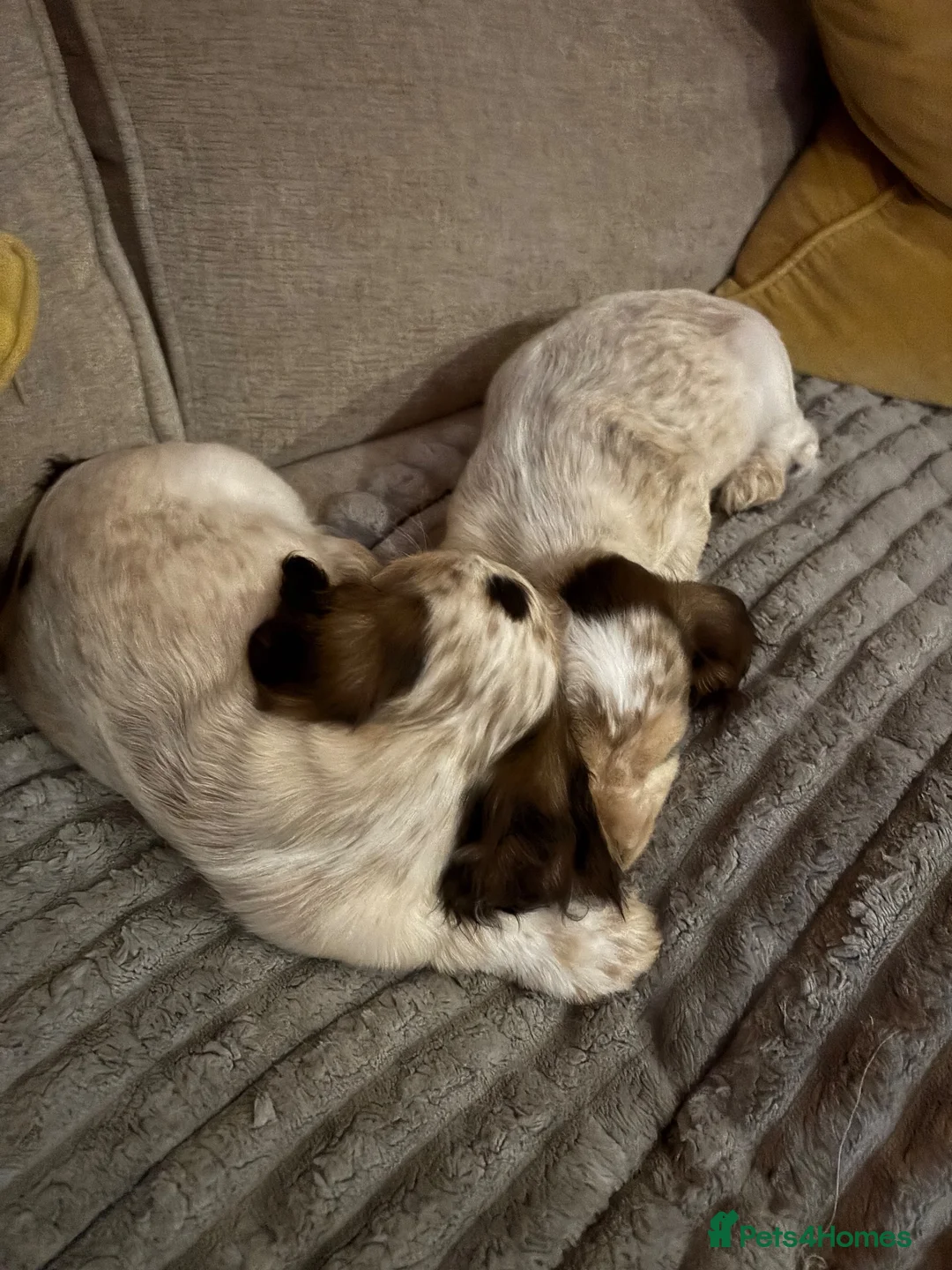 Cocker Spaniel dogs for sale: KC Registered show cockers in Rushden - Advert 9
