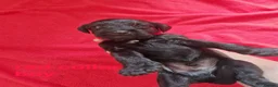 Doxiepoo dogs for sale: 6 doxiepoos - Advert 30