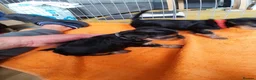Yorkshire Terrier dogs for sale: Beautiful puppies - Advert 13