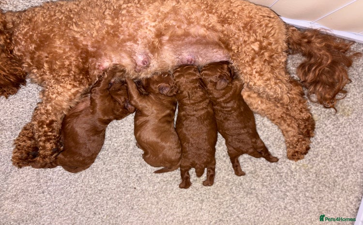 Cockapoo dogs - Advert 7