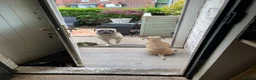 Bullmastiff dogs for sale:  Bullmastiff Puppy boy  - Advert 9