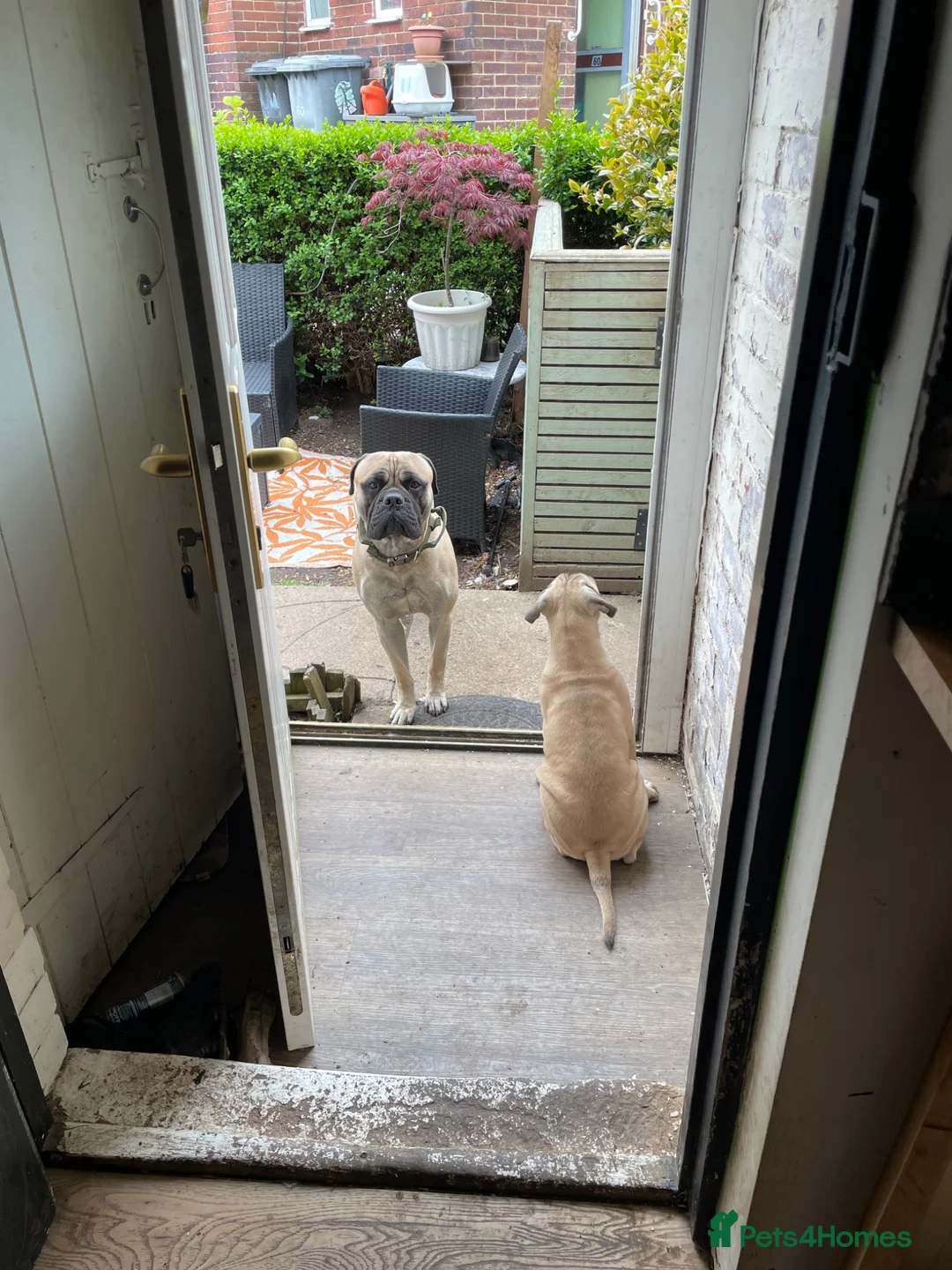 Bullmastiff dogs for sale:  Bullmastiff Puppy boy  - Advert 9