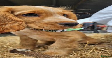 Cocker Spaniel dogs - Advert 4