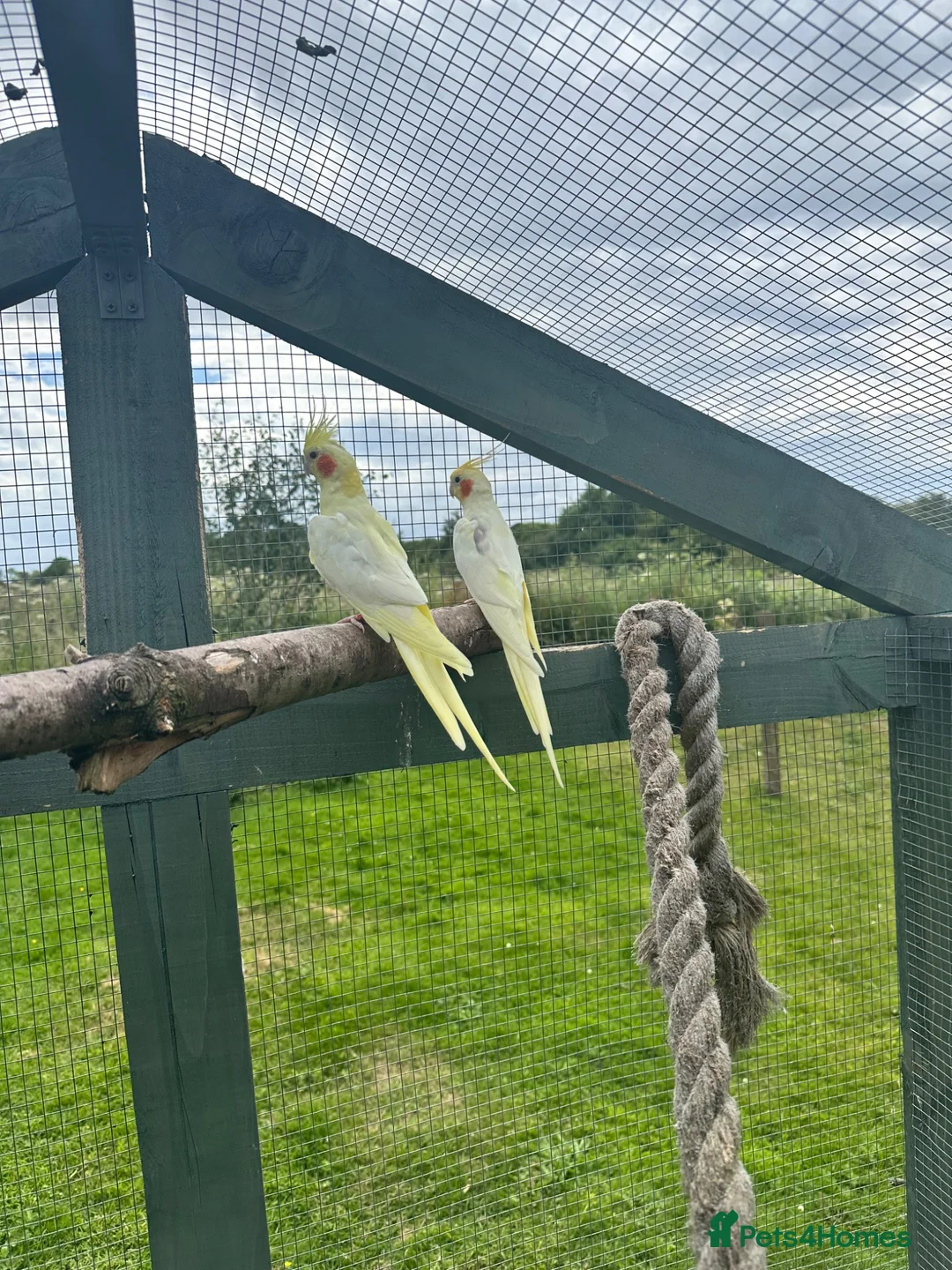 Cockatiels birds for sale: Proven pairs of cockatiels - Advert 1
