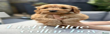 Cockapoo 2