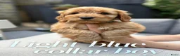 Cockapoo dogs for sale: Precious Toy Cockapoo f2 puppies - Advert 9