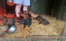 Belgian Shepherd Dog dogs for sale: Litter  - Image 21