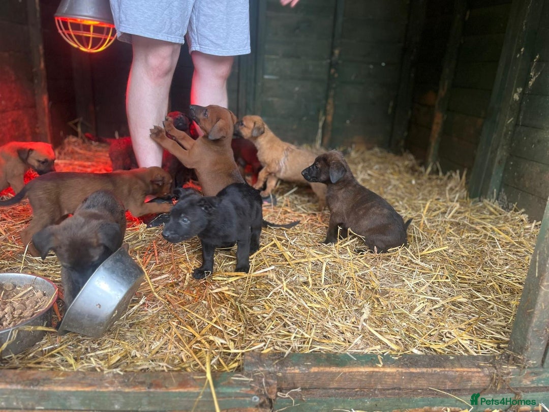 Belgian Shepherd Dog dogs for sale: Litter  - Image 21