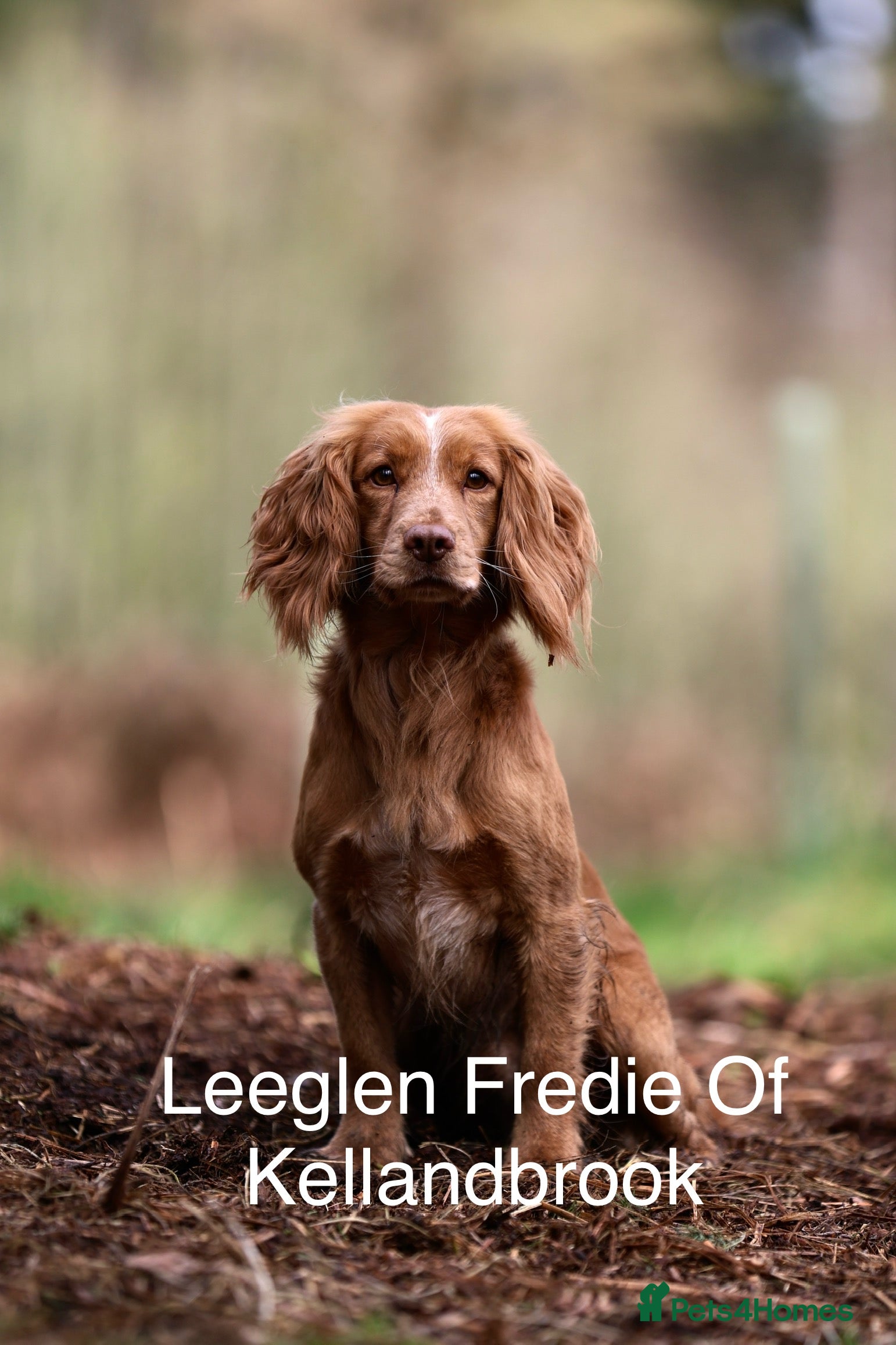 Cocker Spaniel dogs Golden cocker stud in Crediton - Advert 4