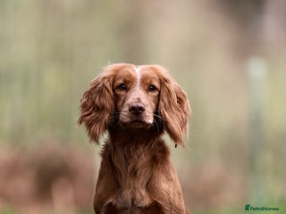 Cocker Spaniel dogs in Crediton - Advert 38