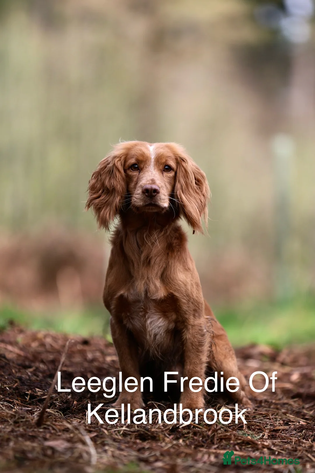 Cocker Spaniel dogs for stud: Golden cocker stud in Crediton - Advert 1