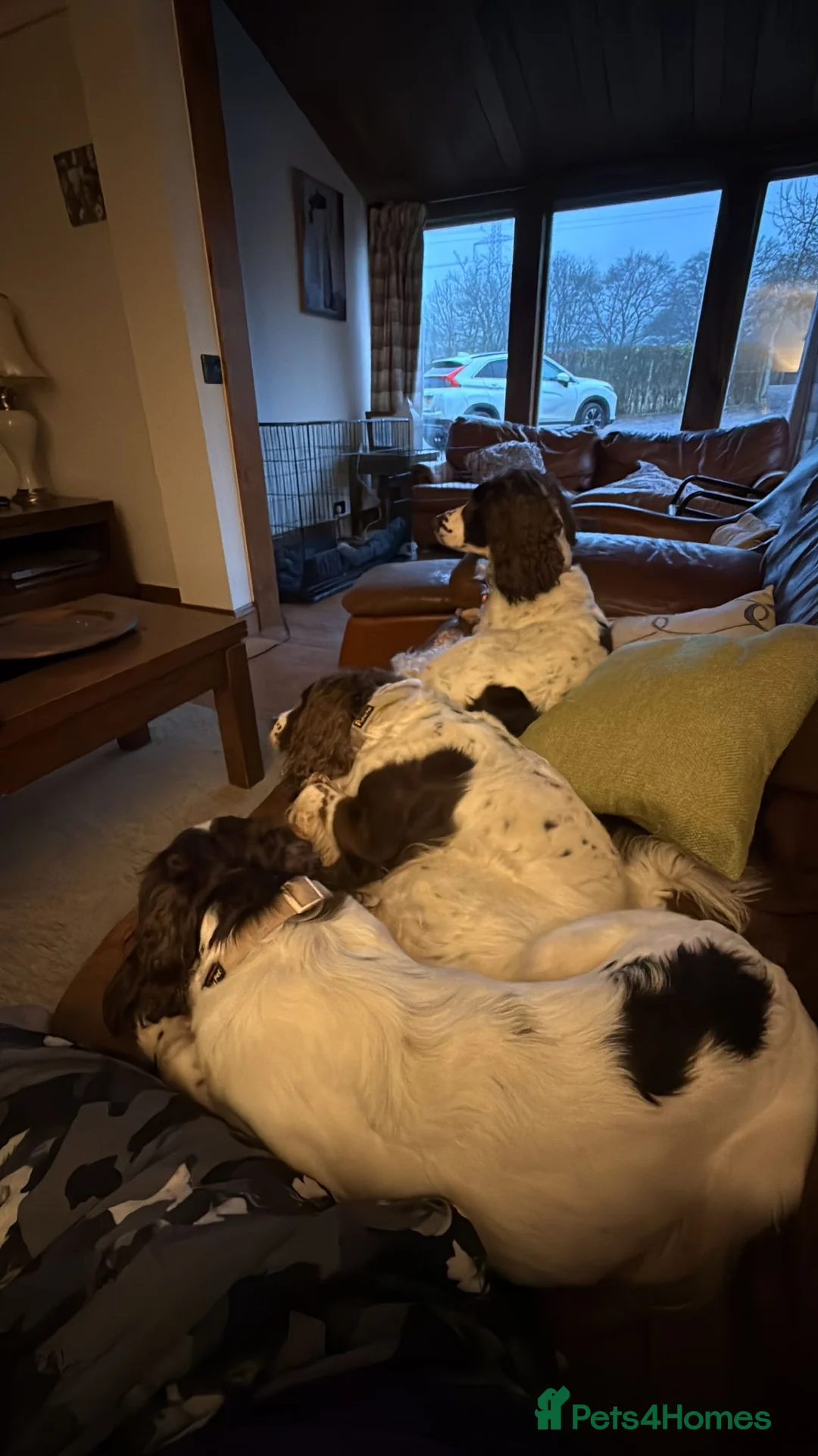 English Springer Spaniel dogs for sale: Last 3 5th Generation Liver and White ESS Puppies - Advert 2