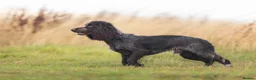 Cocker Spaniel dogs for sale: Black male from Fully Health Tested Parents - Advert 7