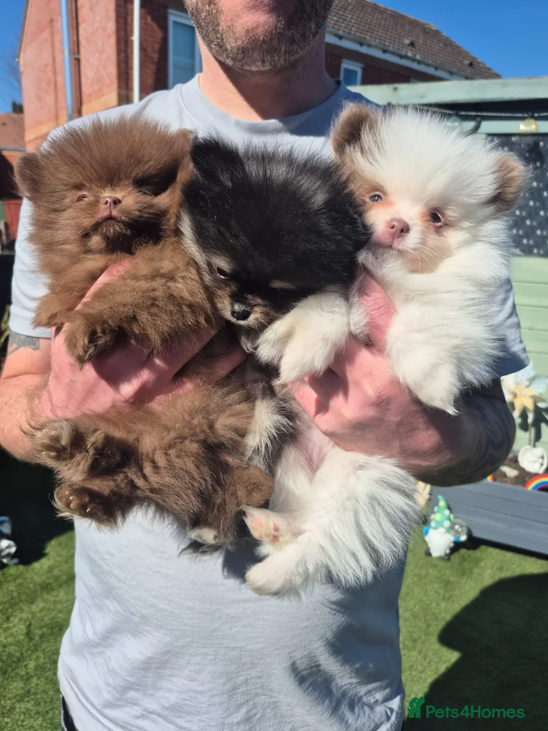Pomeranian dogs for stud: Solid Lilac Tiny 1.8kg Stud Dog DNA health tested in Rotherham - Advert 22