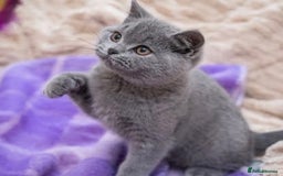 British Shorthair cats for sale: British Shorthair Kittens – Only 2 Left, Ready Now - Image 2