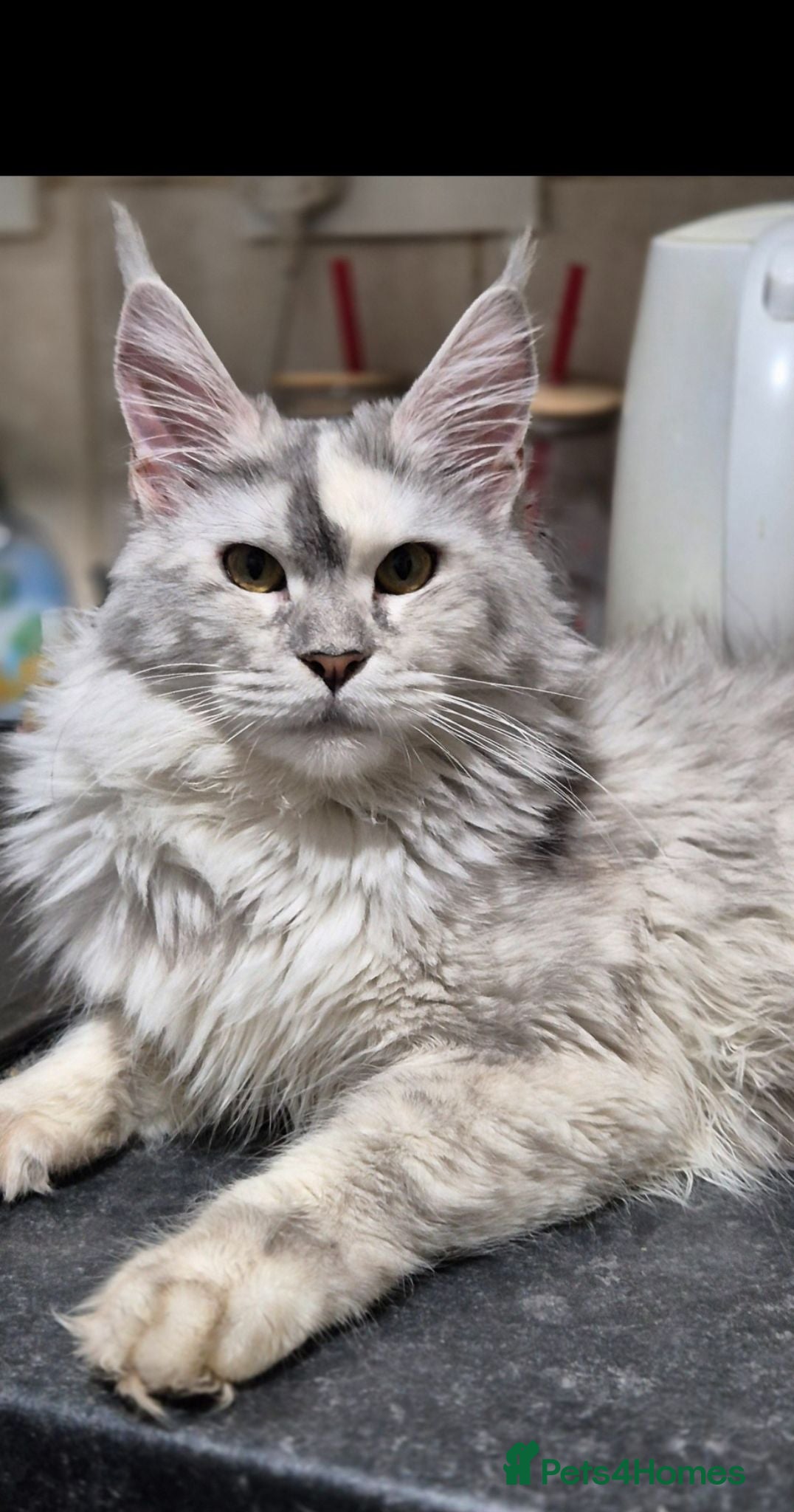 Maine Coon cats Tica registered girls  - Advert 2