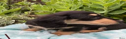 Miniature Dachshund dogs for sale: GORGEOUS KC reg PRA CLEAR MINI DACHSHUND PUPPIES - Advert 11