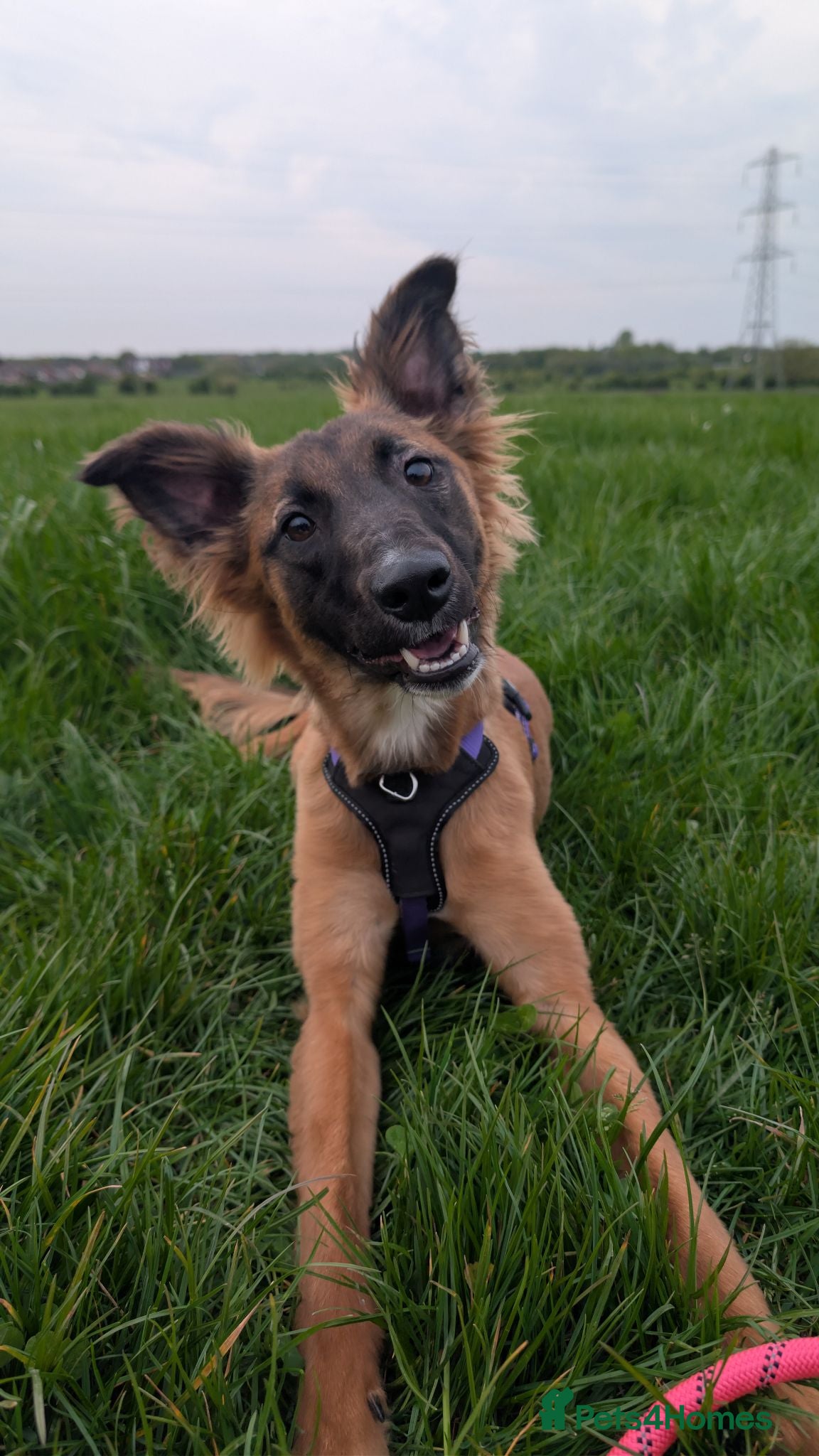 Mixed Breed dogs Gorgeous Roo for Rehoming - Advert 1