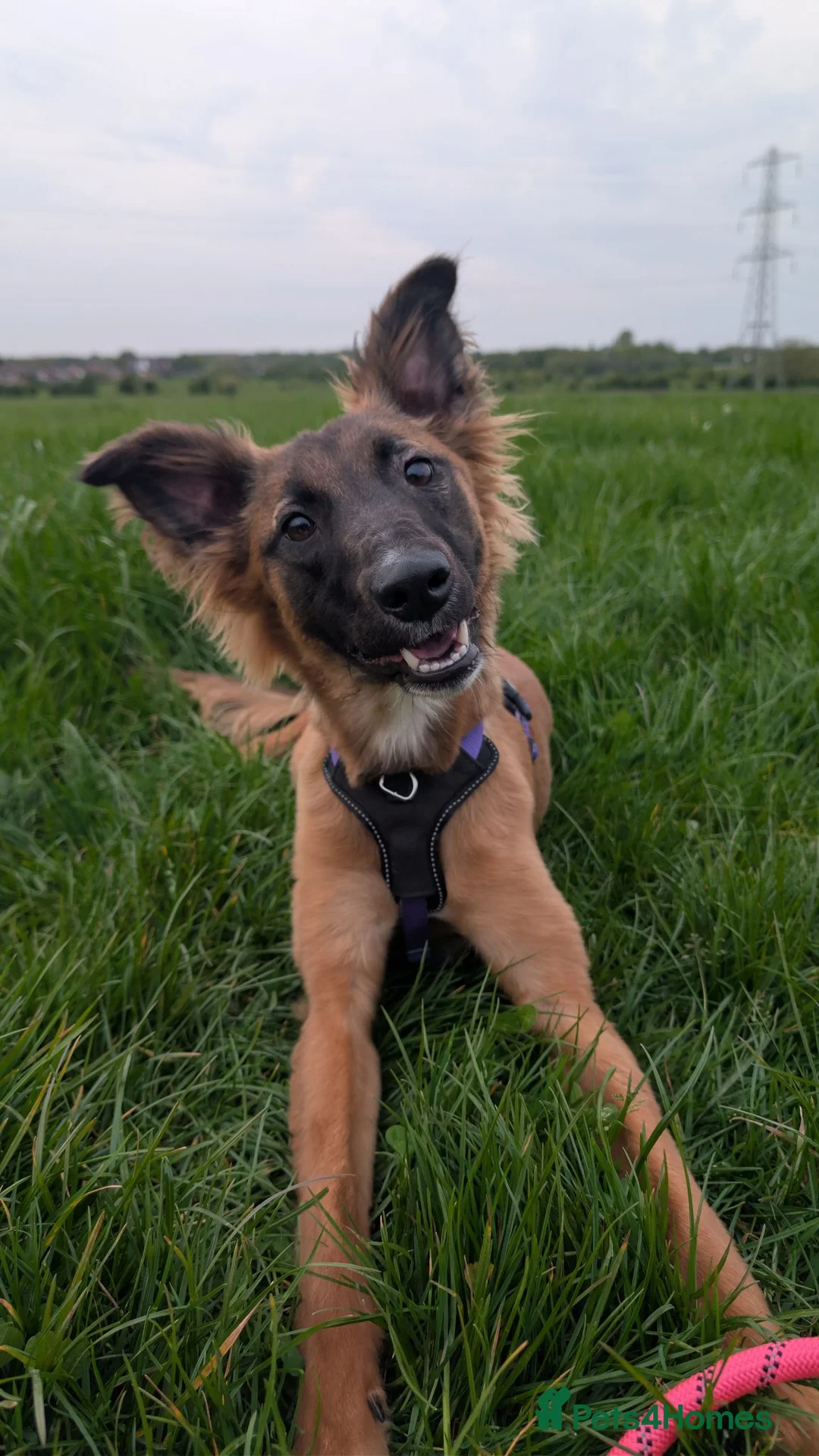 Mixed Breed dogs for sale: Gorgeous Roo for Rehoming in Darwen - Advert 1