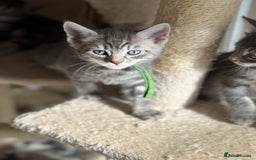 Bengal cats for sale: bengal cross kittens  - Image 5
