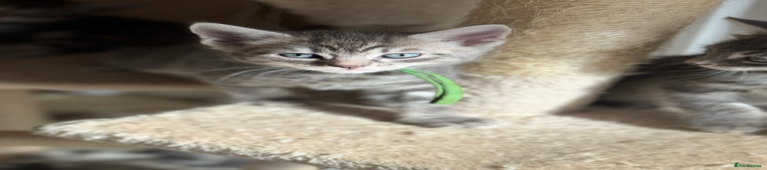 Bengal Kitten 4