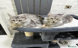 Maine Coon cats for sale: 2 x maine coon males must go together (£800 both)  - Image 2