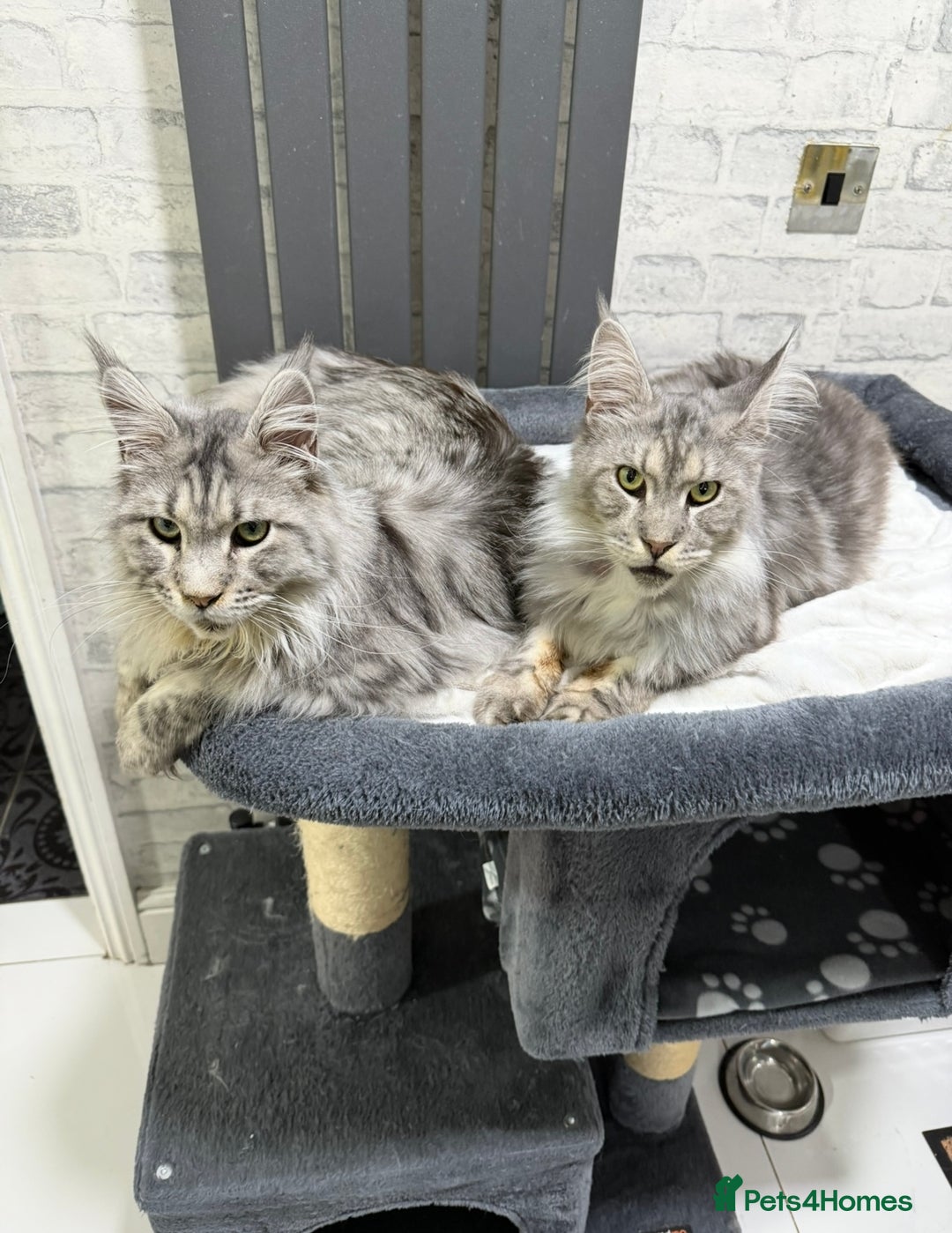 Maine Coon cats for sale: 2 x maine coon males must go together (£800 both)  - Image 2