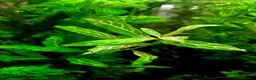 Corys fish for sale: Live aquarium plants*CHEMICAL FREE* - Advert 18