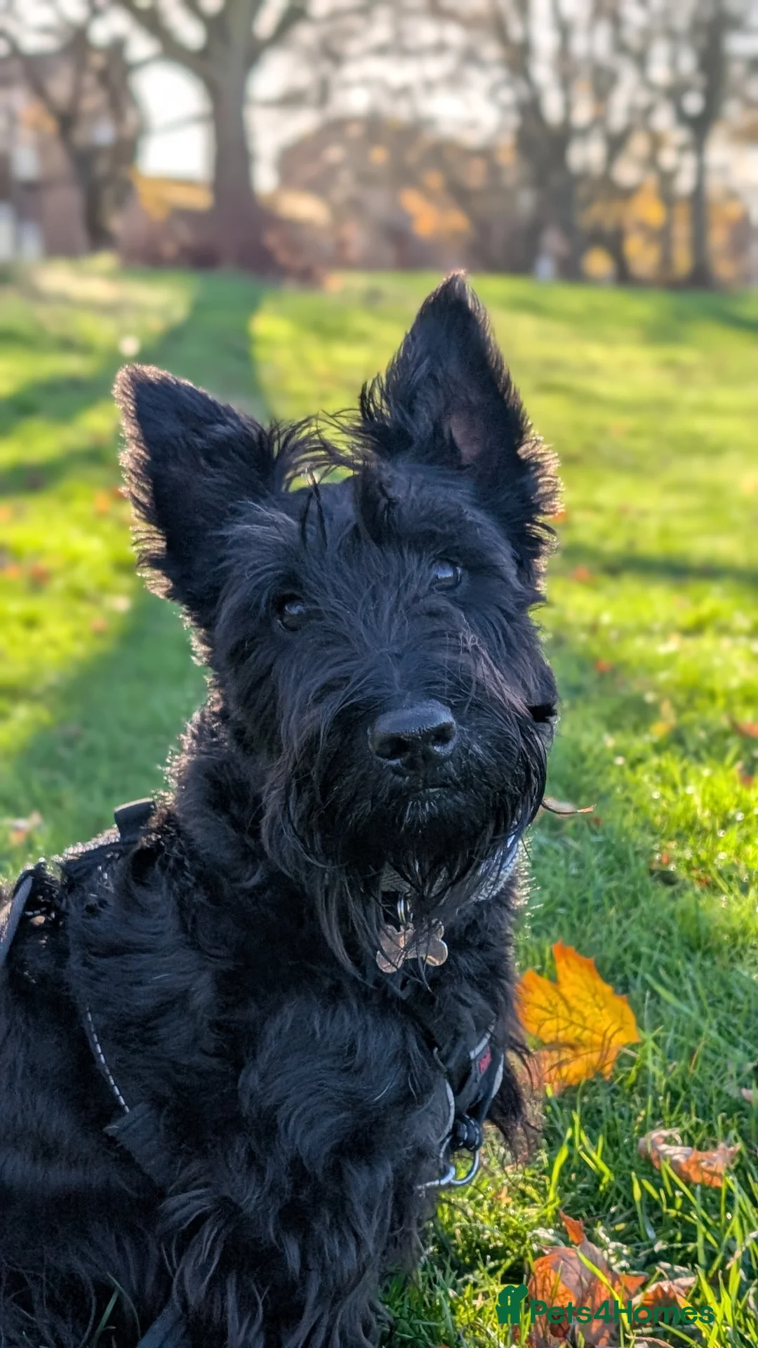 Scottish Terrier dogs for stud: KC Registered Scottish Terrier Available for Stud. - Advert 3
