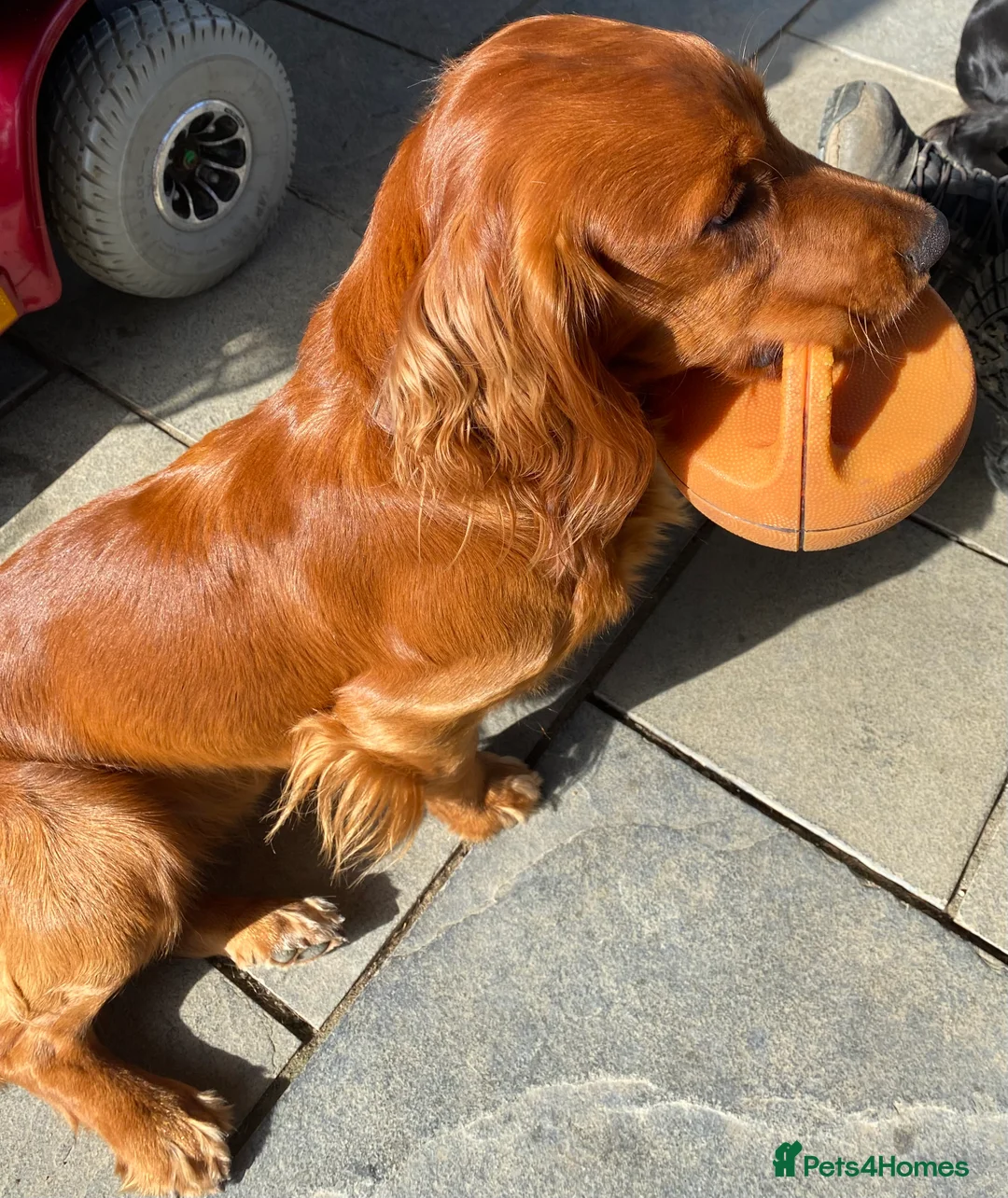 Cocker Spaniel dogs for stud: Fully health tested working Cocker Spaniel at Stud in Ipswich - Advert 9