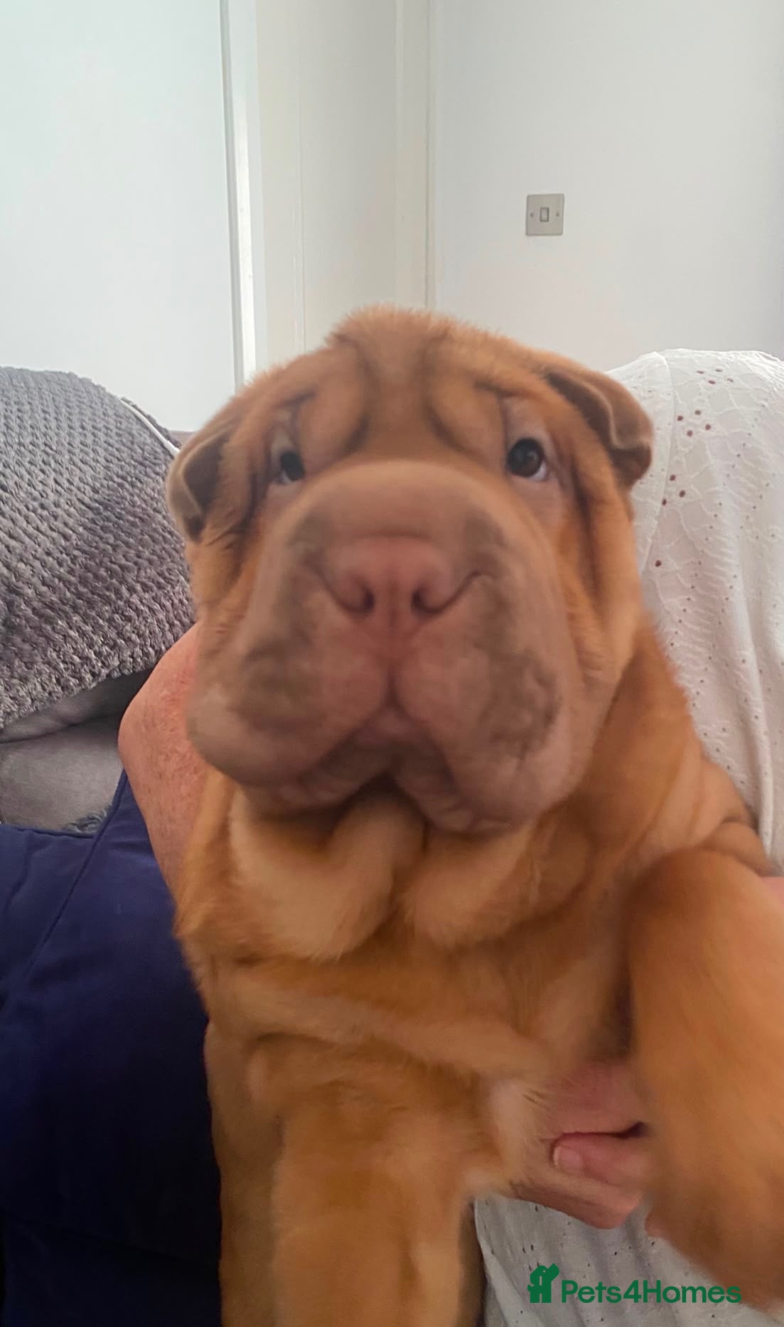 Shar Pei dogs 🐾💕 LAST LITTLE KC SHAR PEI GIRL 💕🐾 - Advert 5