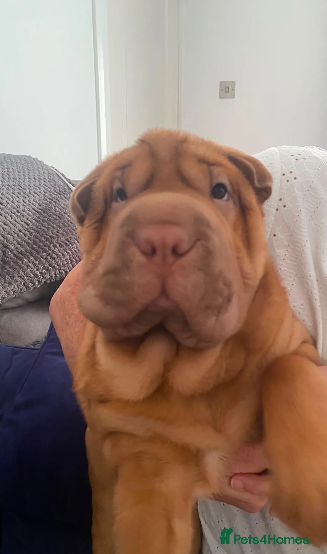 Shar Pei dogs for sale: 🐾💕 LAST LITTLE KC SHAR PEI GIRL 💕🐾 - Advert 1