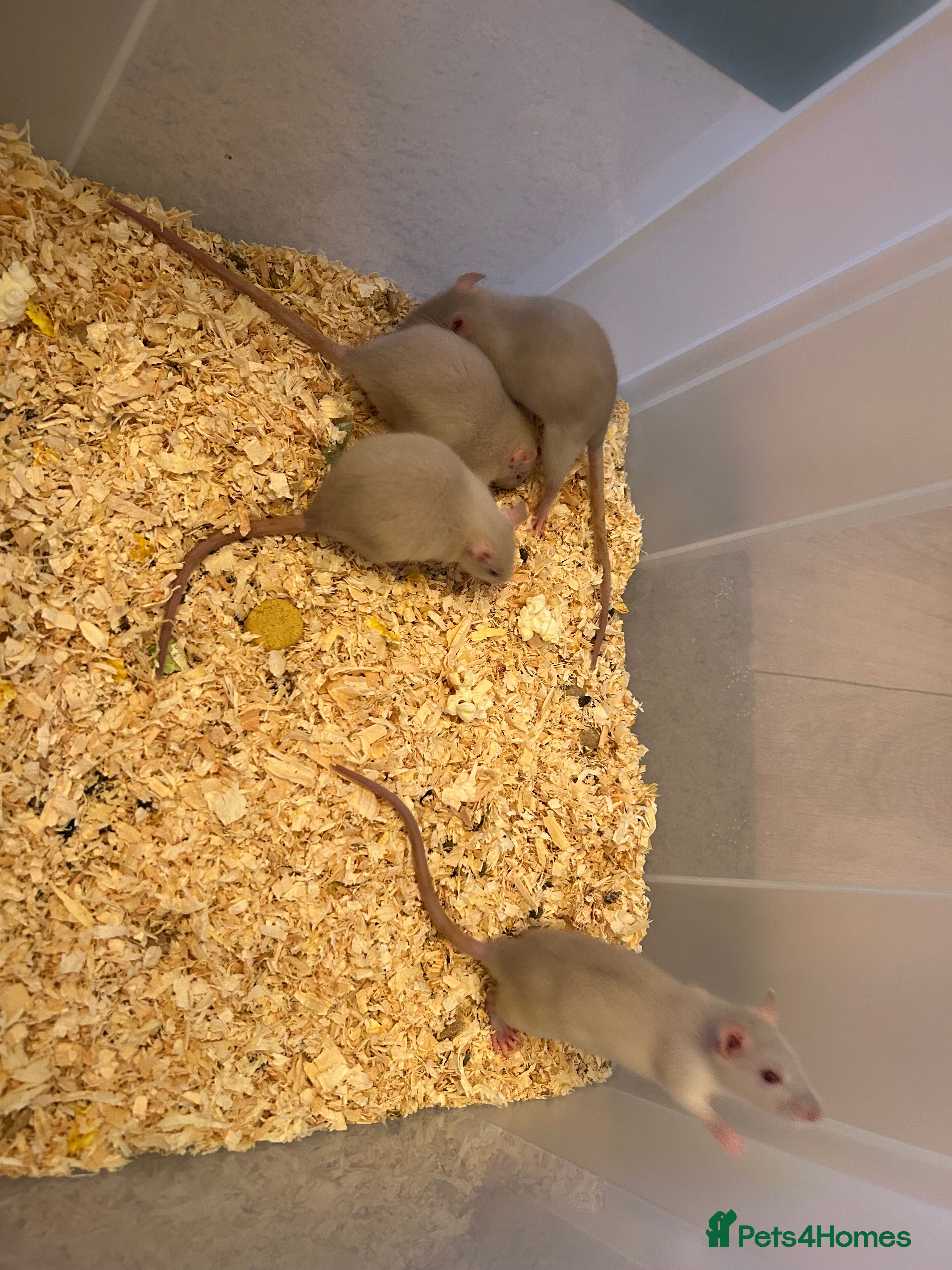 Rat rodents Beautiful Baby rats  - Advert 20