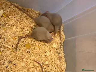 Rat rodents Beautiful Baby rats - Advert 20