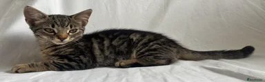 British Shorthair 2