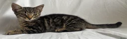 British Shorthair cats for sale: Kittens are ready for a good loving home  in Winchester - Advert 2