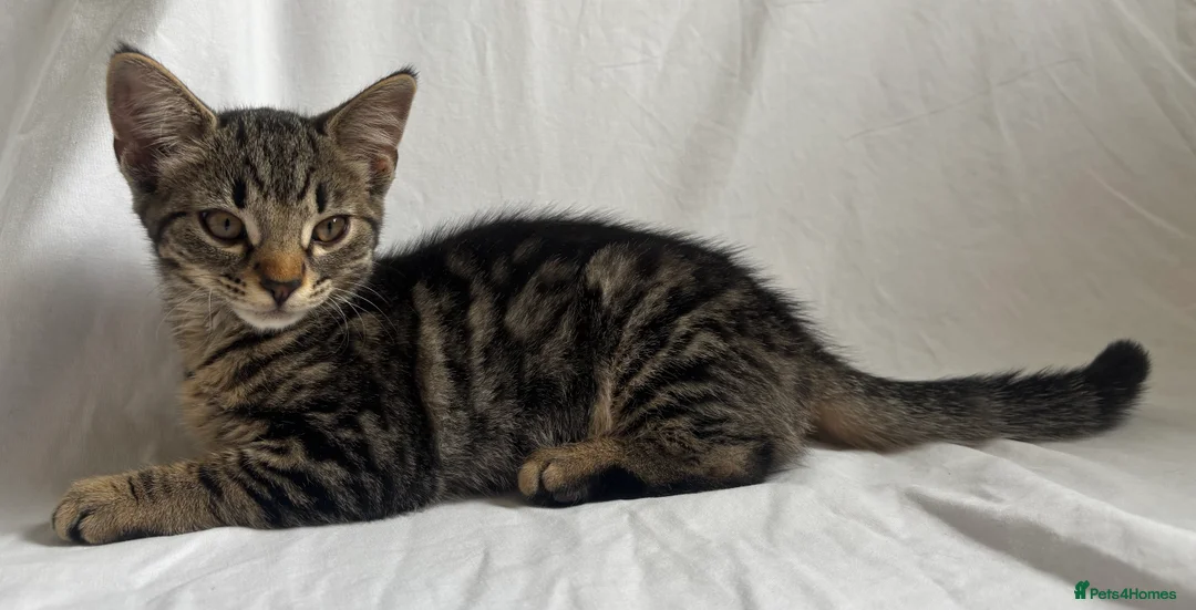 British Shorthair cats for sale: Kittens are ready for a good loving home  in Winchester - Advert 2