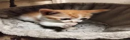 Mixed Breed cats for sale: 2 cheeky ginger and white kittens  - Advert 3