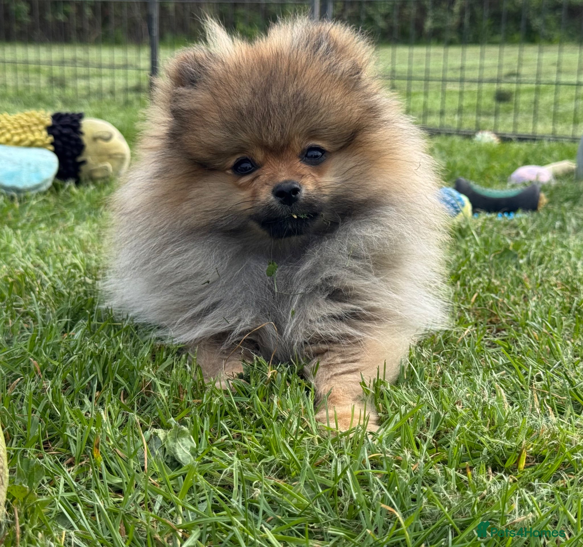 Pomeranian dogs Orange Sable Girl  - Advert 1