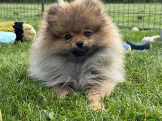 Pomeranian dogs Orange Sable Girl - Advert 15