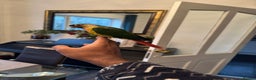 Conures birds for sale: HAND REARED GREEN CHEEKS CONURE  - Advert 8